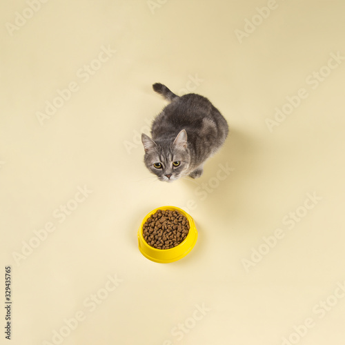 Canvas Print The gray cat eats cat food from a yellow bowl