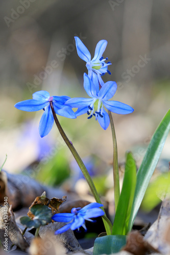 scilla bifolia wild flowers