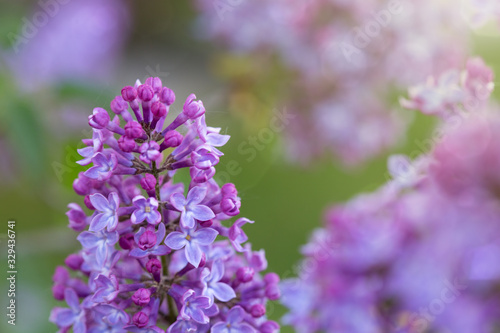 Close-up oof blossoming lilac .