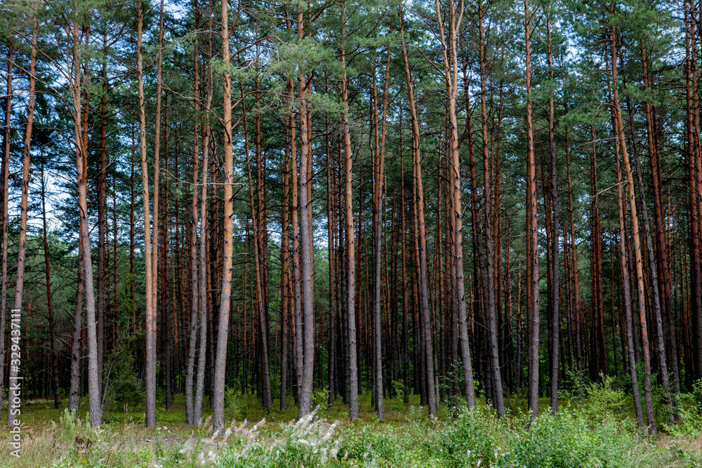 Early morning with sunrise in pine forest Early morning with sunrise in pine forest