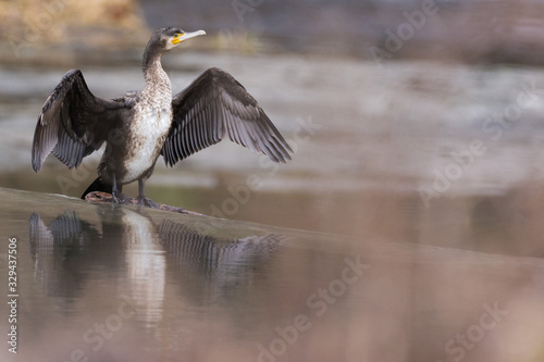 Great cormorant (Phalacrocorax carbo)