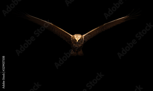 Art in nature Photography. Spot light and birds. Black background. 