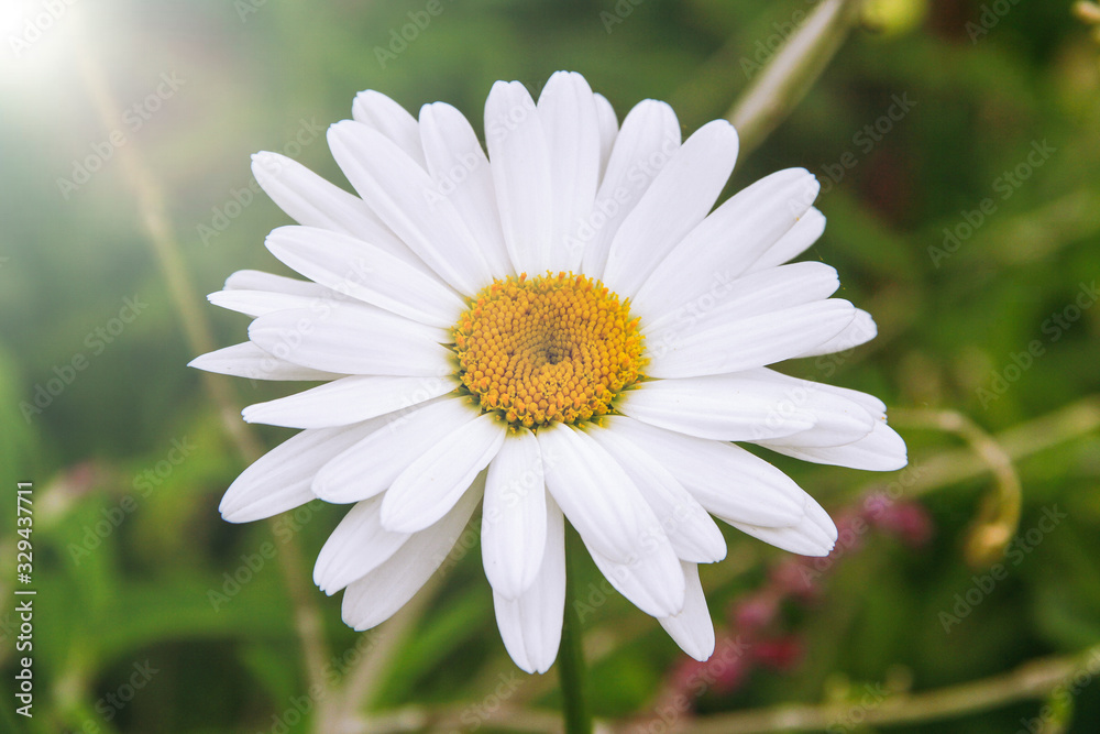 Fototapeta premium Daisy flower