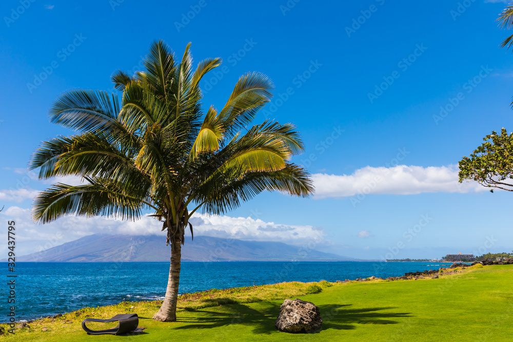 Beautiful palm tree and lawn near coastline in Wailea on Maui, Hawaii Beautiful palm tree and lawn near coastline in Wailea on Maui, Hawaii