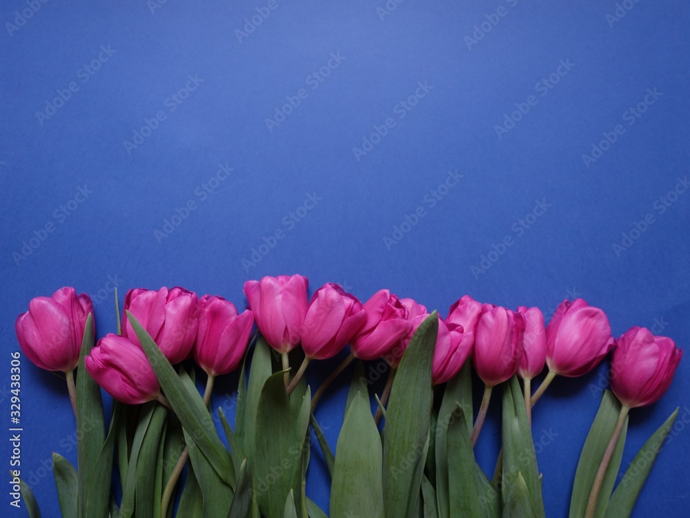 Fototapeta beautiful tulips lie on a colored surface