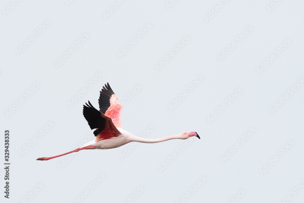 Fototapeta premium Greater flamingo (Phoenicopterus roseus)