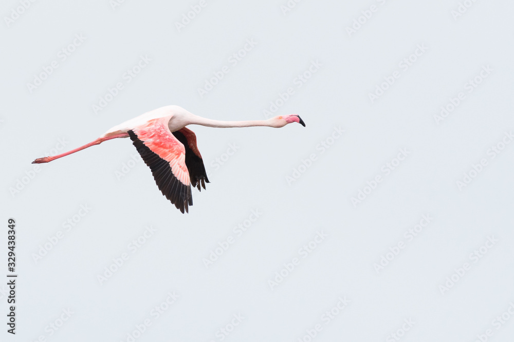 Fototapeta premium Greater flamingo (Phoenicopterus roseus)