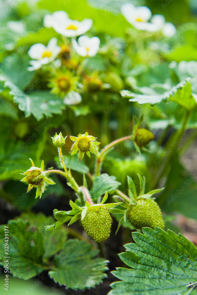 Strawberry plant with blooming flowers. Strawberry plant with blooming flowers.