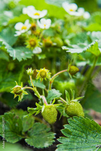Strawberry plant with blooming flowers.
