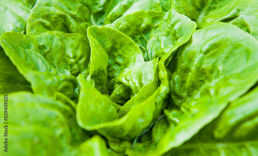 Lettuce in the garden - iceberg, salad bowl, beet greens and many other healthy green leaves. Lettuce in the garden - iceberg, salad bowl, beet greens and many other healthy green leaves.