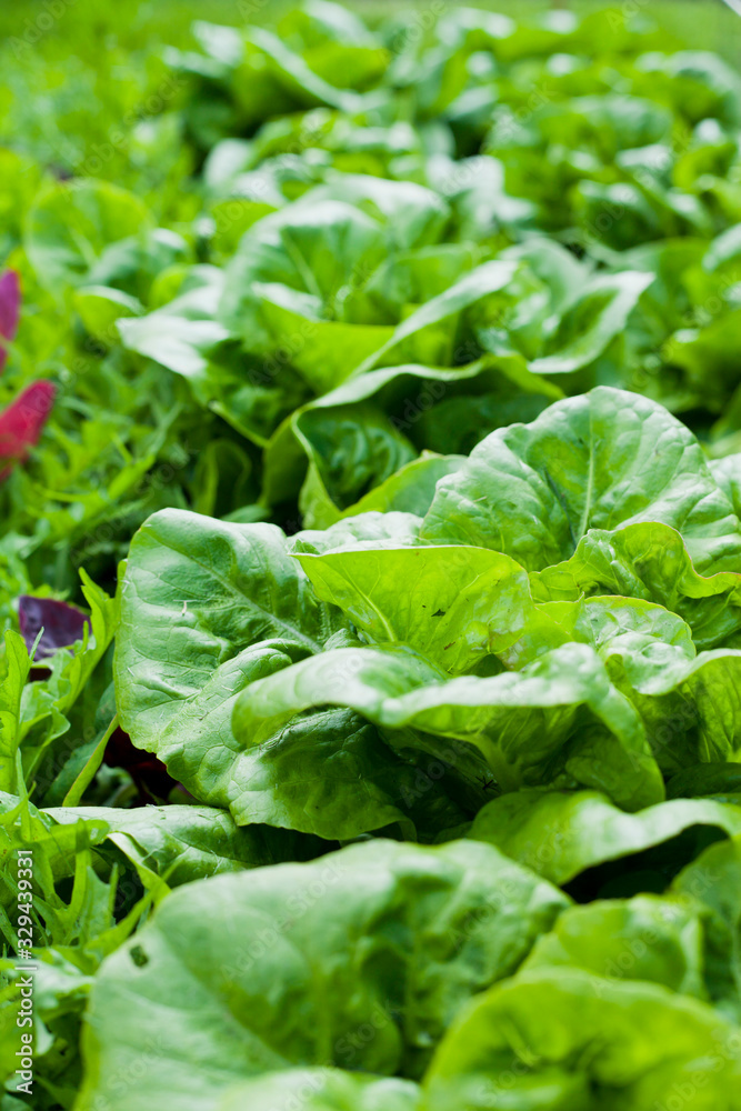 Lettuce in the garden - iceberg, salad bowl, beet greens and many other healthy green leaves. Lettuce in the garden - iceberg, salad bowl, beet greens and many other healthy green leaves.