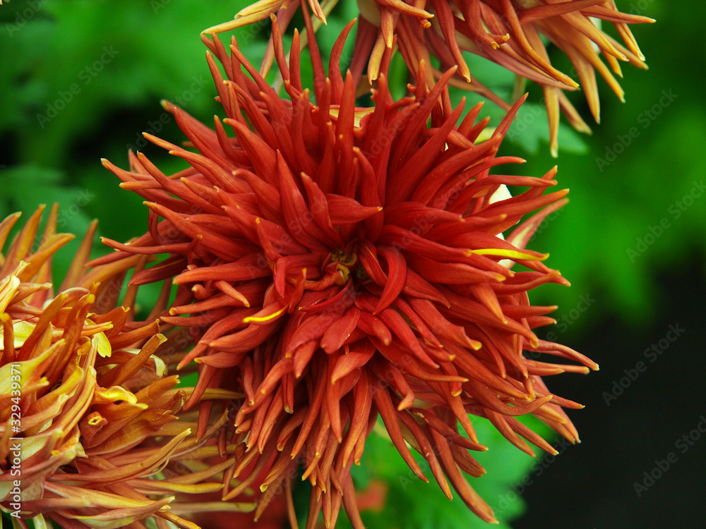 Japanese chrysanthemum known as brush in various colors Japanese chrysanthemum known as brush in various colors