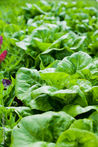 Lettuce in the garden -  iceberg, salad bowl, beet greens and many other healthy green leaves.