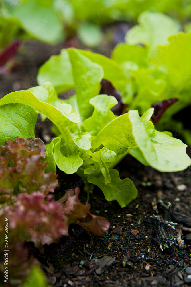 Lettuce in the garden - iceberg, salad bowl, beet greens and many other healthy green leaves. Lettuce in the garden - iceberg, salad bowl, beet greens and many other healthy green leaves.