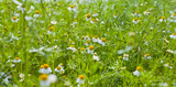 Chamomile plant with yellow and white flowers -  herb wildflower garden.