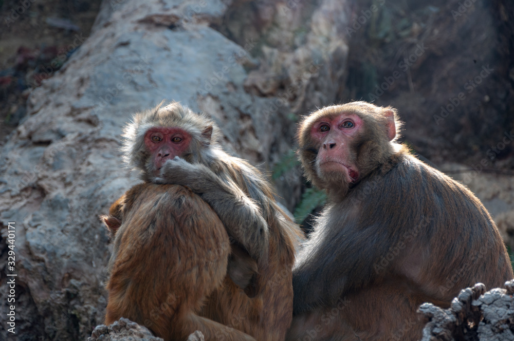 Group of red faced Nepalese monkeys