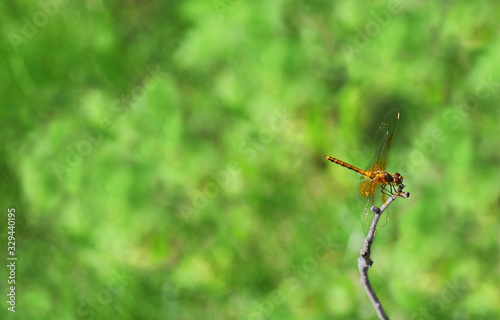 Dragonfly on dry stick on green field © Ortis