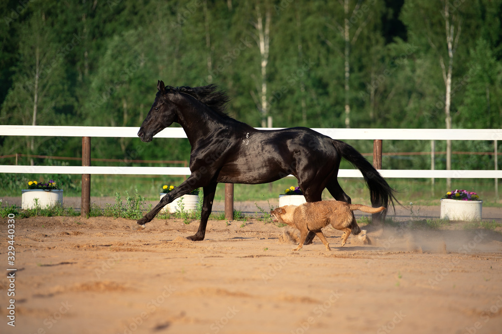 playing black beautiful stallion with dogs in paddock. TRakehner sportive breed playing black beautiful stallion with dogs in paddock. TRakehner sportive breed