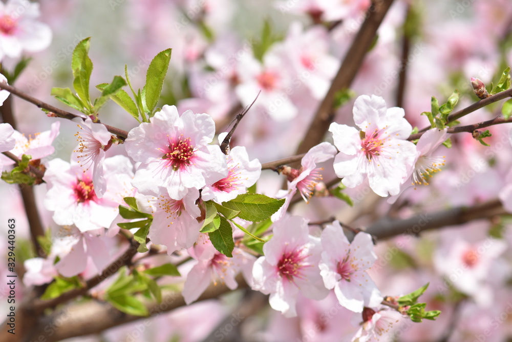 blooming cherry tree blooming cherry tree