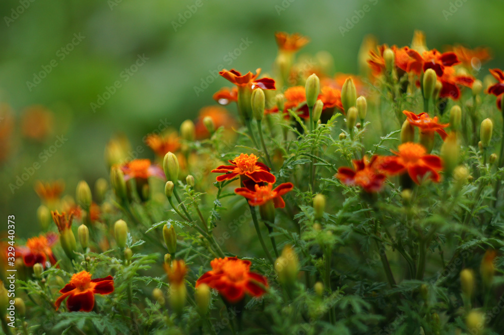 Tagetes patula. French marigold. Many flowers in orange and brown colors.