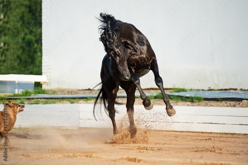 Φωτογραφία playing black beautiful stallion with dogs in paddock