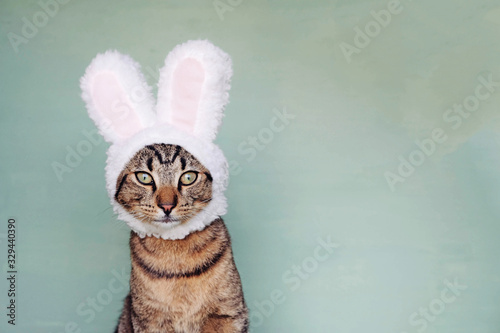 Photography European Shorthair young cat dressed as rabbit, close up.