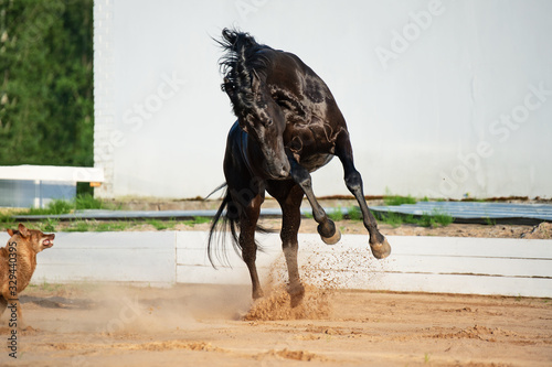 Photos playing black beautiful stallion with dogs in paddock