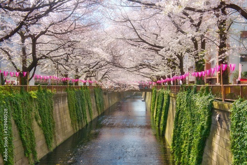 Fototapeta Naklejka Na Ścianę i Meble -  Cherry Blossoms in Meguro Tokyo Japan