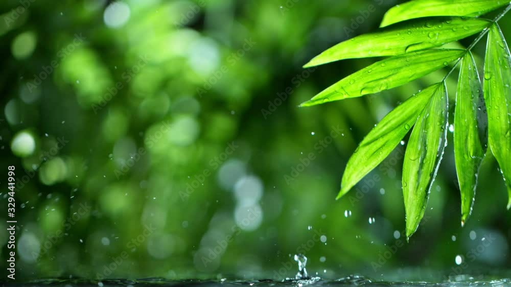 fresh green leaves with water drops over the water , relaxation with water ripple drops concept , filmed on cinema slow motion camera at 1000 fps