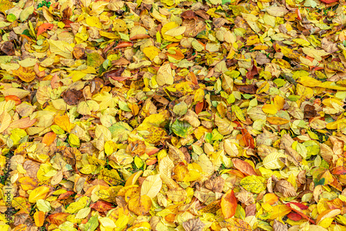 Fallen yellow leaves in the Park, autumn concept