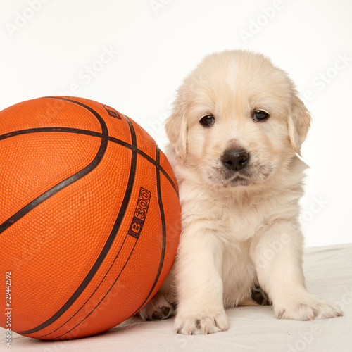 Golden Retriever Basketball Puppy
