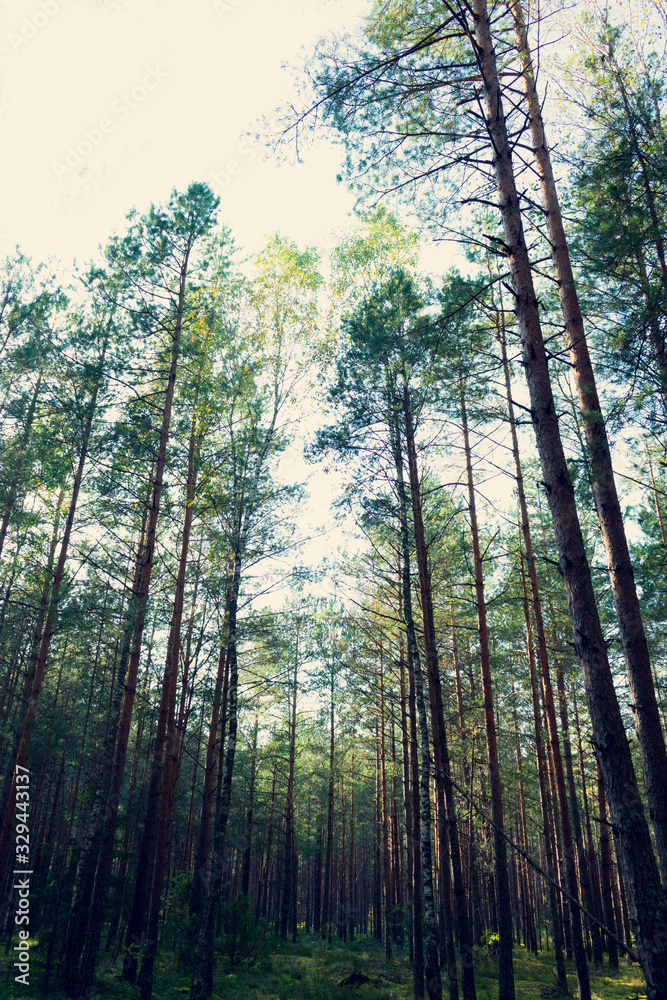 Green summer forest in the morning, vertical