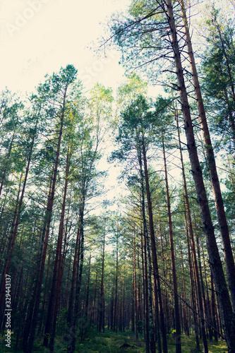 Green summer forest in the morning  vertical