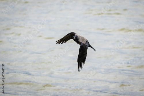 hooded Crow