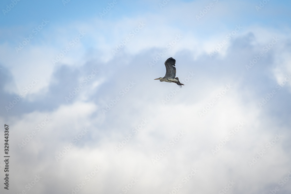 Obraz premium Grey Heron