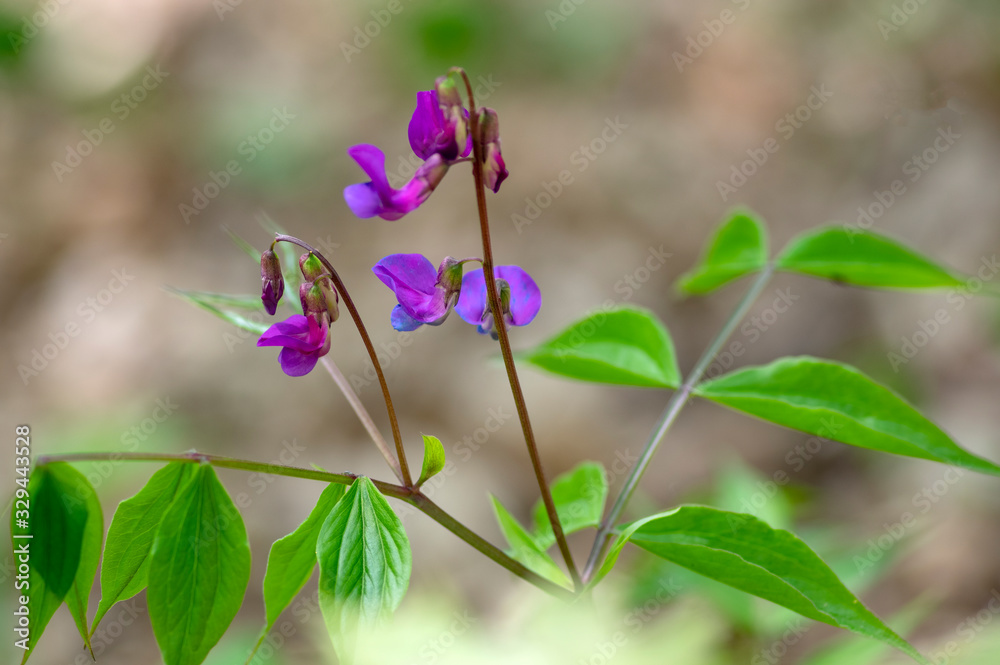 Lathyrus vernus wild purple violet flowers in bloom, springtime flowering plants in the forest Lathyrus vernus wild purple violet flowers in bloom, springtime flowering plants in the forest