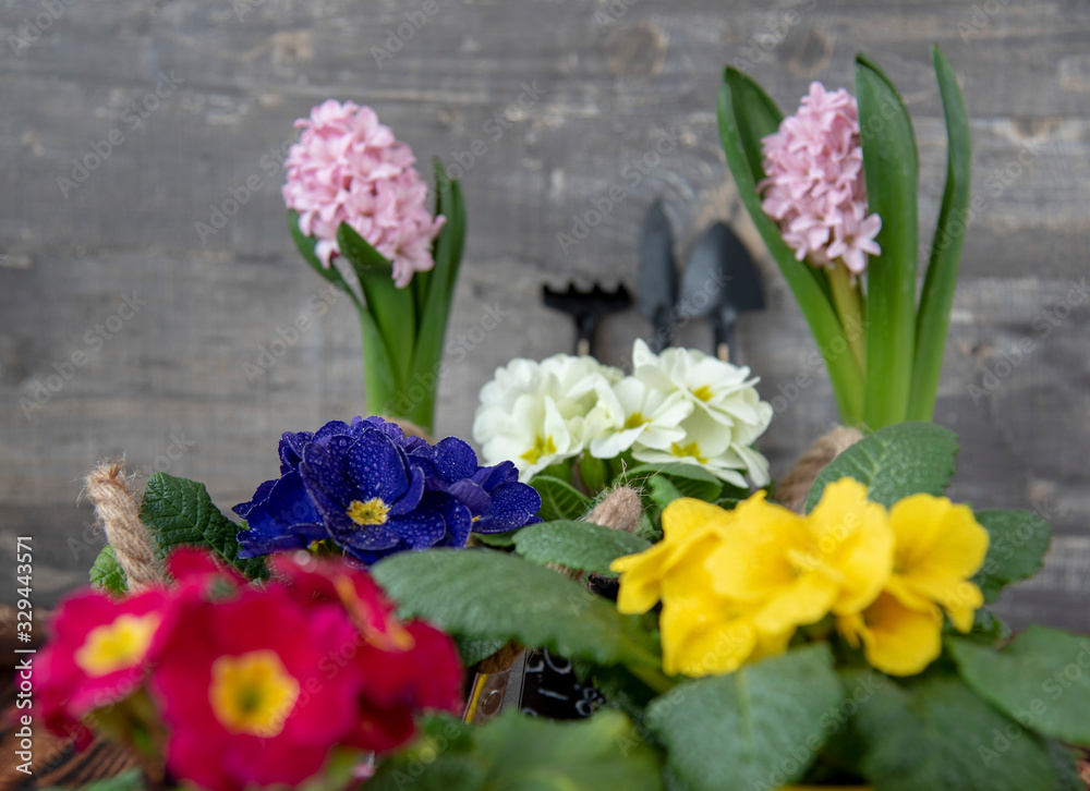 Background of bright multi-colored spring flowers and garden tools. Background of bright multi-colored spring flowers and garden tools.