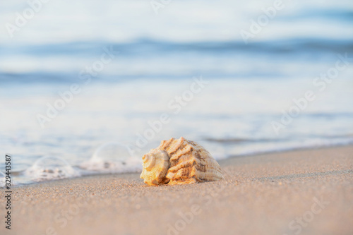 beautiful shell lies on the beach, next to the azure water of the sea