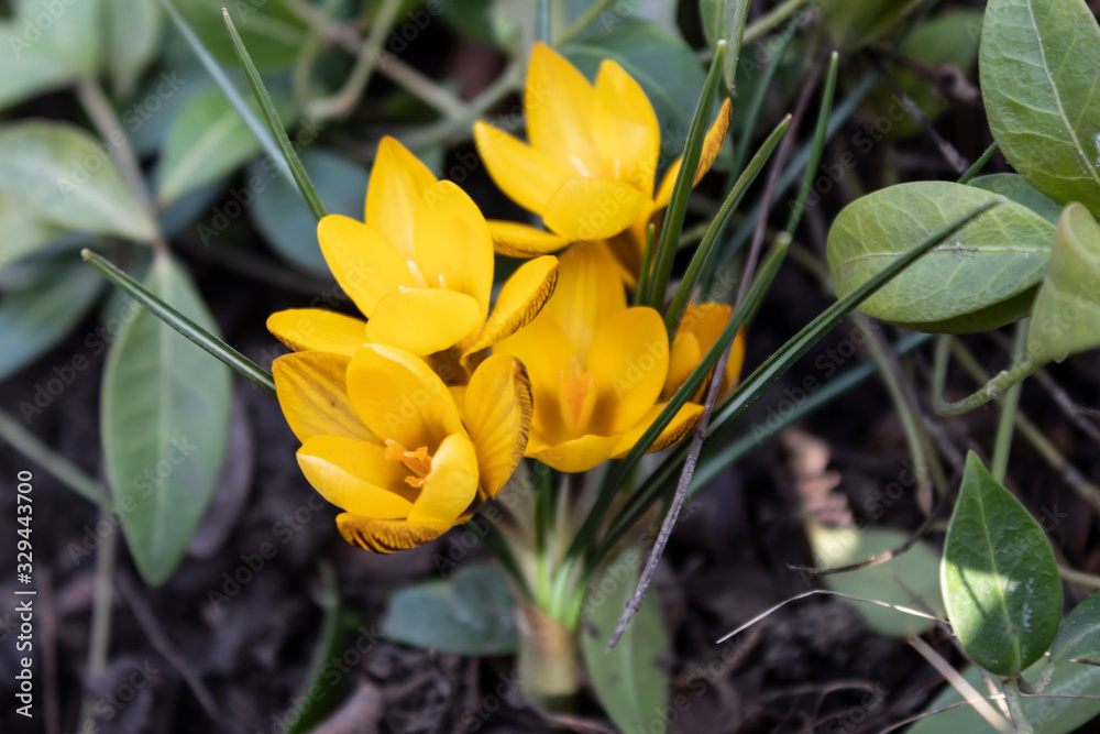 Yellow beautiful crocus flower bloomed in spring. Yellow beautiful crocus flower bloomed in spring.
