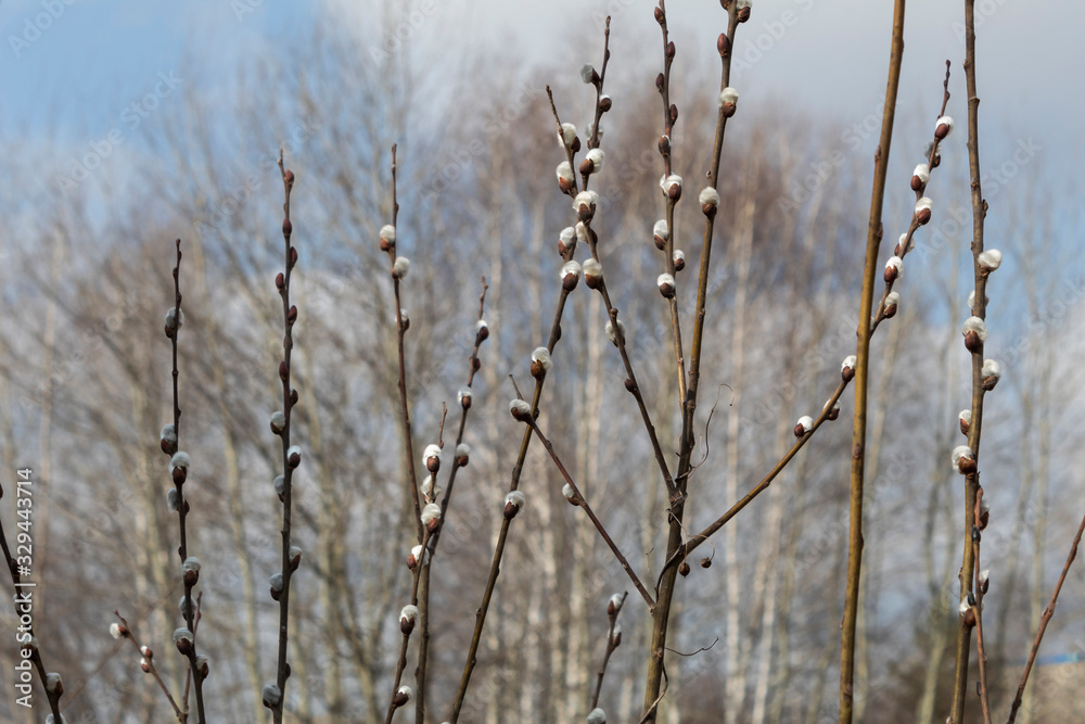 Spring landscape. Branches of a willow blossoming against a background of white birches and the sky. Spring landscape. Branches of a willow blossoming against a background of white birches and the sky.