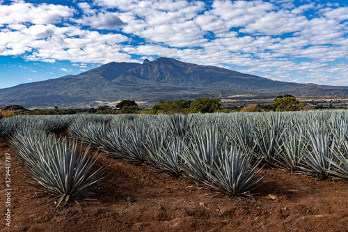 Agave Plantation.