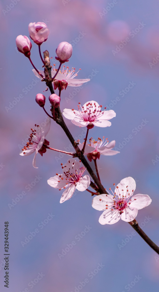 Cherry blossoms on a blurry background of blue sky and flowering trees. A sprig of blooming sakura. Wallpaper. Minimalistic spring background. Vertical banner. Copy space Cherry blossoms on a blurry background of blue sky and flowering trees. A sprig of blooming sakura. Wallpaper. Minimalistic spring background. Vertical banner. Copy space