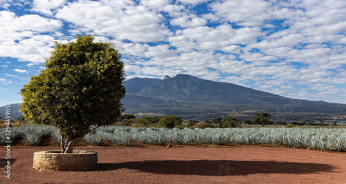 Agave Plantation.