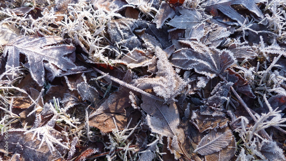 Particles on Dead Leaves and Grass in Winter, Hoarfrost Particles on Dead Leaves and Grass in Winter, Hoarfrost