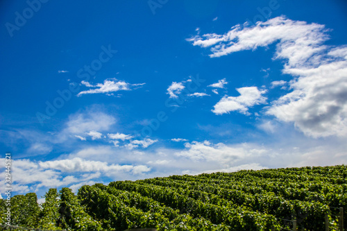 Vinyard 