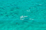 A pod of dolphin swimming in the crystal clear water, Byron Bay Australia