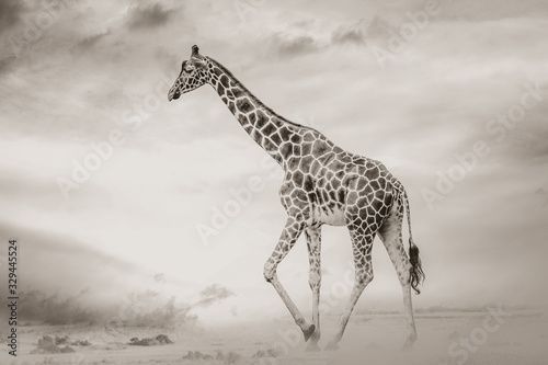 Giraffe walking in desert alone