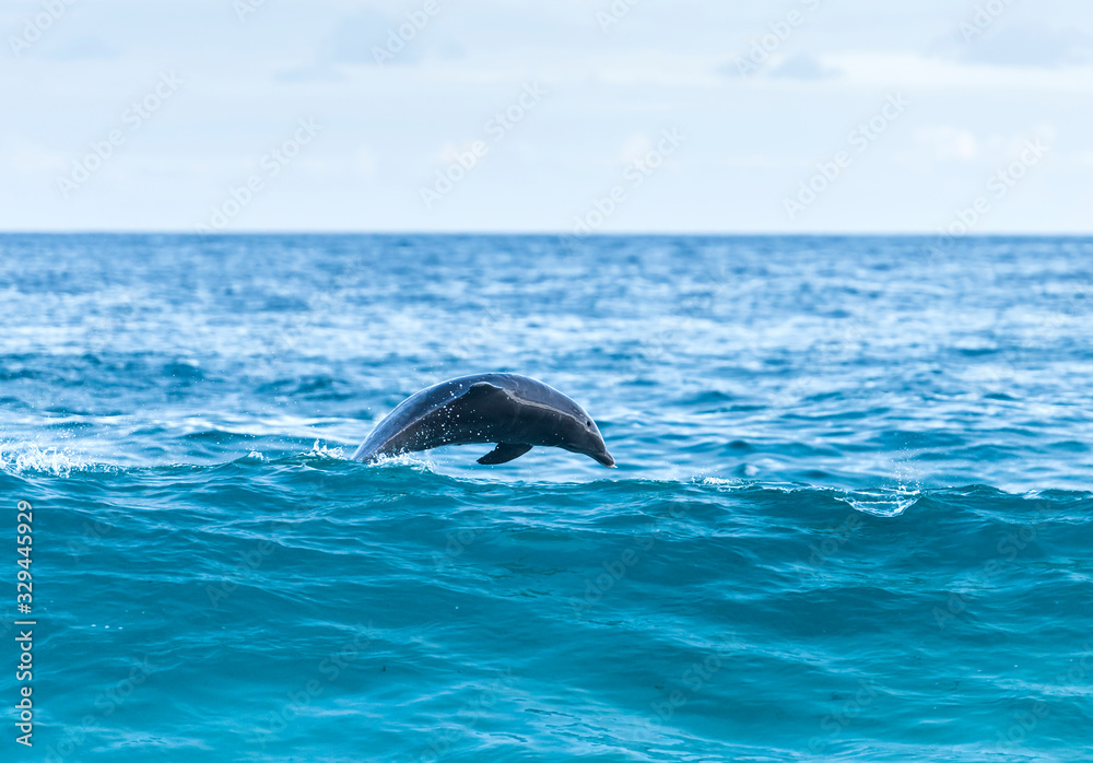 Obraz premium Jumping dolphin, Sydney Australia