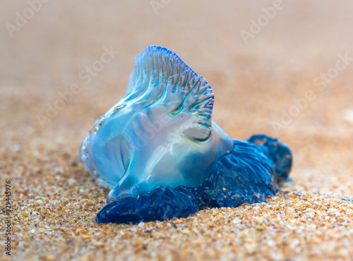 Blue Bottle jellyfish on the beach Sydney Australia