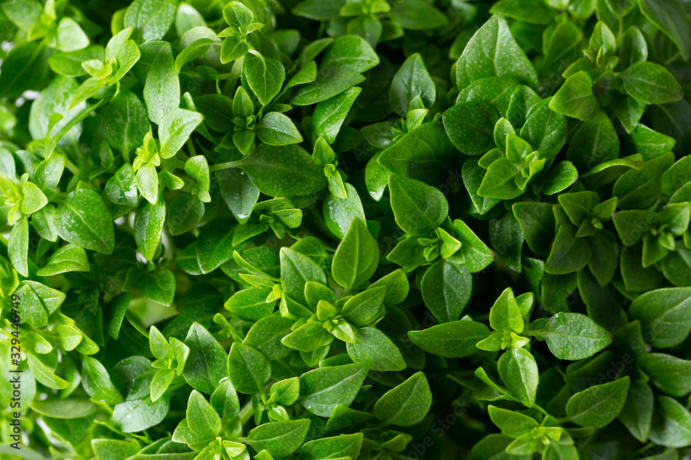 Green Greek mini compact Basil. Top view texture. Green Greek mini compact Basil. Top view texture.